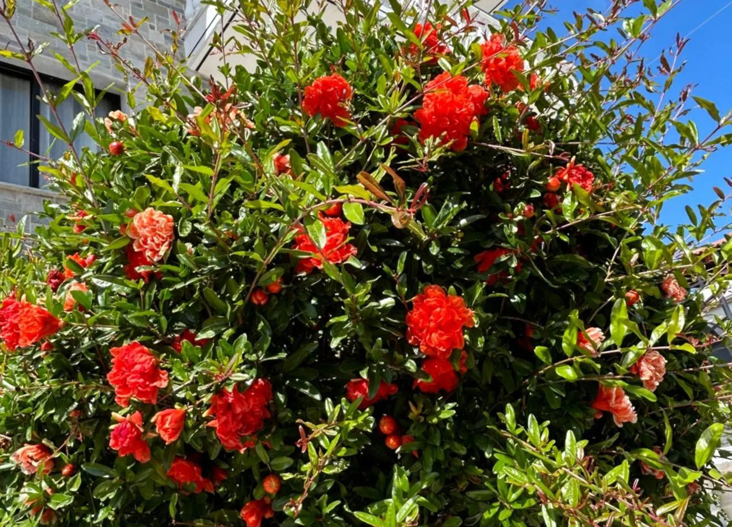 Dionisos Roses Ξενοδοχείο Παραλία Διονυσίου 0*,